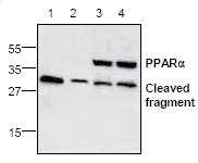 AP00256PU-N - PPAR-alpha