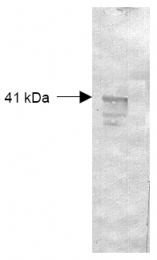 R1077 - Dextranase