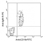 AM08015RP-N - Mouse IgM
