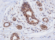 AM09003PU-N - Cathepsin D