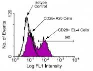 AM08038FC-N - CD28