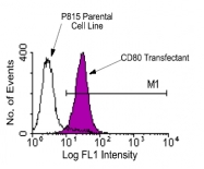 AM08052FC-N - CD80