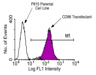 AM08053FC-N - CD86