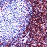 AM11105PU-S - CD4