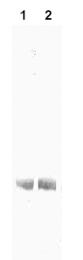 AM03213PU-N - Albumin