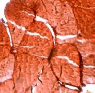 AP15673PU-S - Myoglobin