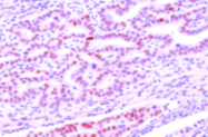 AM09054PU-N - DACT3