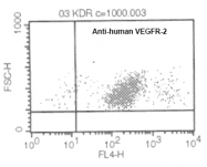 DM3522B - CD309 / VEGFR-2 / Flk-1