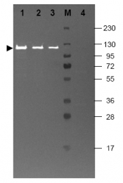 R1064 - Beta-galactosidase tag