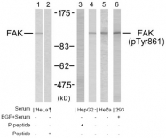 AP02616PU-S - FAK1 / PTK2
