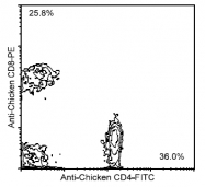 AM08116RP-N - CD8