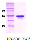 SA6016 - Protein phosphatase 1A / PPM1A