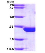 AR09246PU-L - RAC2