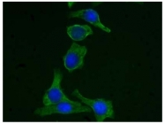 AM08176PU-N - Cytokeratin 19