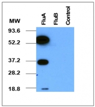 AM08182PU-N - Influenza A