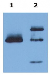 SM1592P - HLA class I alpha G / HLA-G