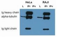 SM3001P - alpha Tubulin / TUBA1B