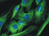 BM753F - alpha Tubulin / TUBA1B