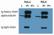BM753S - alpha Tubulin / TUBA1B