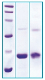 PA511X - Midkine