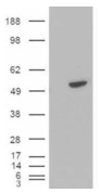 AP15895PU-N - B-cell linker protein / BLNK