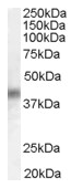 AP15924PU-N - DUSP1 / MKP1