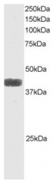 AP15940PU-T - ATF4