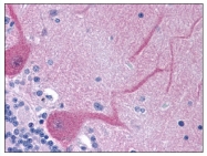 AP08162PU-N - CD178 / Fas Ligand