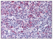 AP08162PU-N - CD178 / Fas Ligand