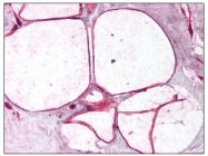 AP08227PU-N - Caveolin-3
