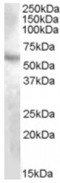 AP16998PU-N - DMP1