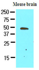 AM09076PU-N - GAS7