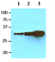 AM09077PU-N - GFP