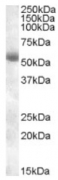 AP17058PU-N - TMPRSS2