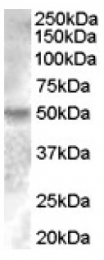 AP16923PU-N - Estrogen-related receptor gamma