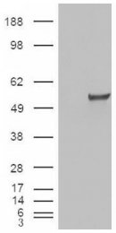 AP16923PU-N - Estrogen-related receptor gamma