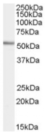 AP16924PU-N - WIPF1