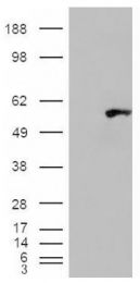 AP16924PU-N - WIPF1