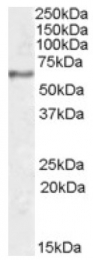 AP16929PU-N - Synaptotagmin-1