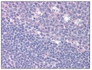 AP08402PU-N - RGS1