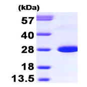 AR09264PU-L - Calbindin