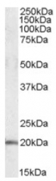 AP16885PU-N - U2AF1L4 / U2AF1L3