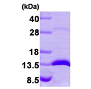 AR09268PU-L - Galectin-1