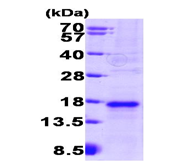 AR09272PU-L - VEGF-A