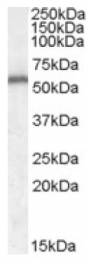 AP16768PU-N - Neurotrophin 4 / NTF4