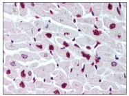 AP08442PU-N - Histone H2B