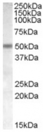 AP16804PU-N - Neuronal acetylcholine receptor subunit beta-3
