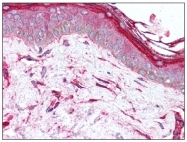 AP08508PU-N - SERPINH1 / HSP47
