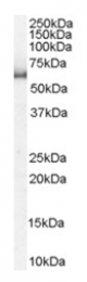 AP16196PU-N - KPNA1 / Importin alpha-1