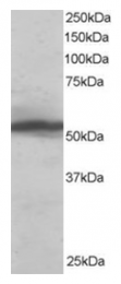 AP16197PU-N - KPNA2 / Importin alpha-2